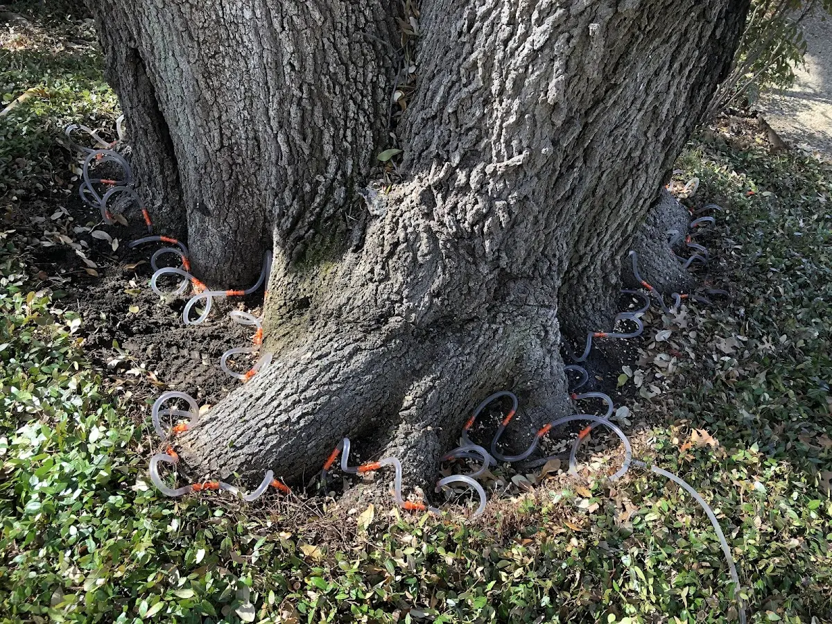 Detailed Shrub and Hedge Trimming job site in Starr