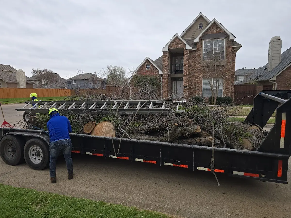 Expert Tree Removal with proper safety equipment in Starr